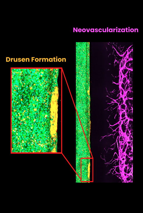 amd-img2 content-image